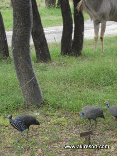 Residents