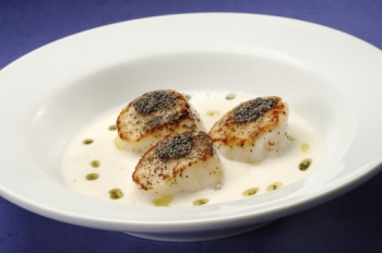 Scallops