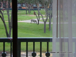 Zebra
