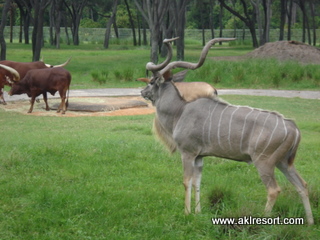 Guide to the animals of Animal Kingdom Lodge | Disney's Animal Kingdom  Lodge Fansite